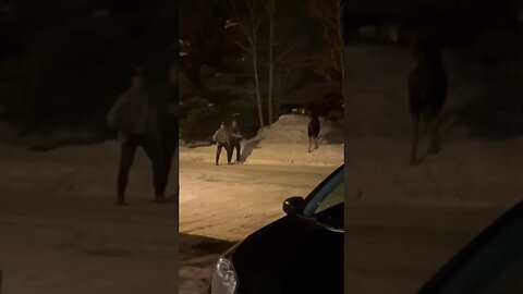 Moose attacks two men messing with it #viral #news #memes #comedy #canada