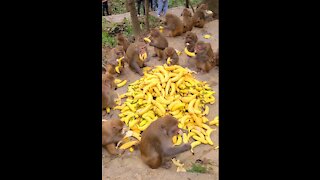 Monkeys eat bananas. What a clever monkey