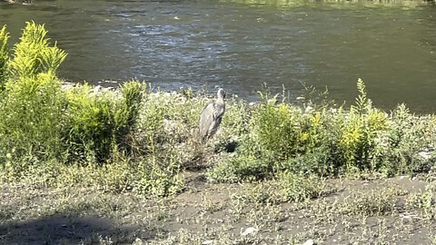 Great Blue Heron