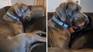 Great Dane hilariously holds dog's head in her mouth
