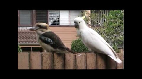 Cockatoo pulling an annoyed Kookaburra’s tail feathers