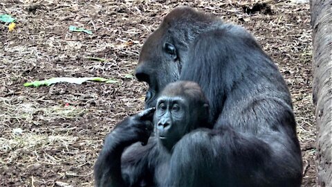 Gorilla mother & baby enjoy heartwarming cuddle time under tree