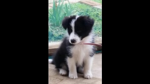 Border Collie Pup - Playing Alone Very Cute