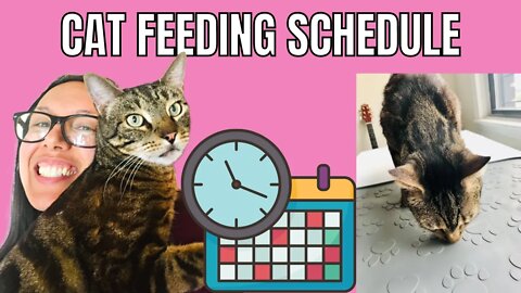 How often to feed a cat