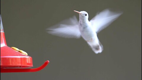 Hummingbirds Ultra Slow Motion - Amazing Hummingbird Facts, Full HD
