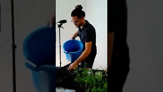 Sow Moringa Seeds Like a Pro Secret to Successful Planting Revealed