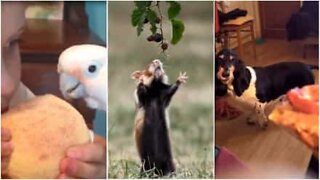 These animals will do anything for food