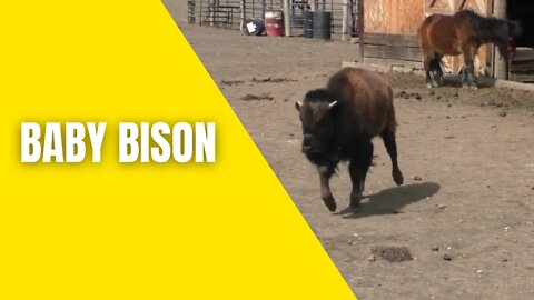 Baby bison runs around lake to meet his caretaker friend