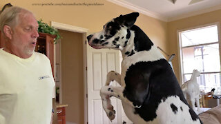 Bouncing Great Dane Really Wants To Go For A Car Ride