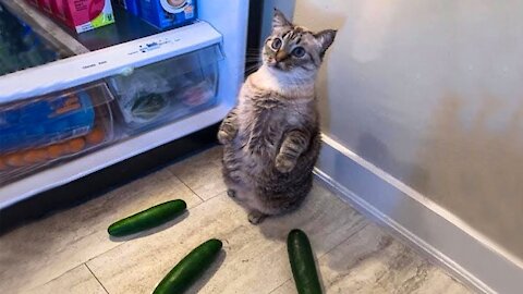 Funniest Cats Scared by Cucumbers Compilation