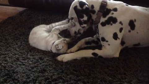 Kitten challenges Dalmatian to adorable play fight