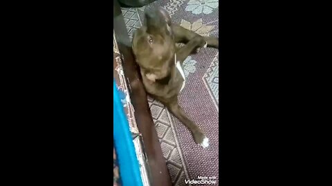 Play with a pitbull dog