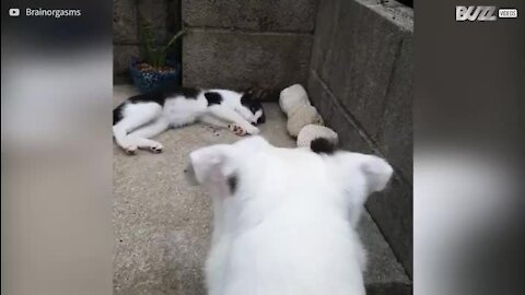 Gata resgatada forma amizade maravilhosa com cães!