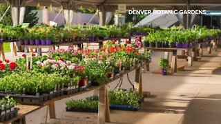 Botanic Gardens spring plant sale starts today