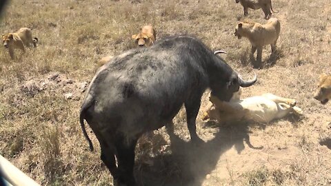 Lions fail to hunt Buffalo