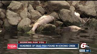 Hundreds of dead fish found in Kokomo creek