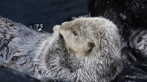 Cute animals|| baby seal