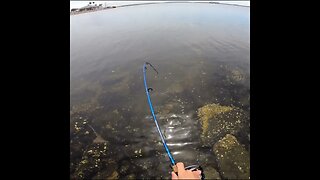 a big stingray