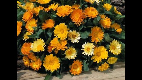 Calendula Flowers and Other Herbs