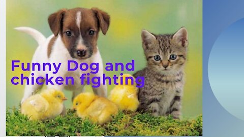 Dog fighting with chicken very funny