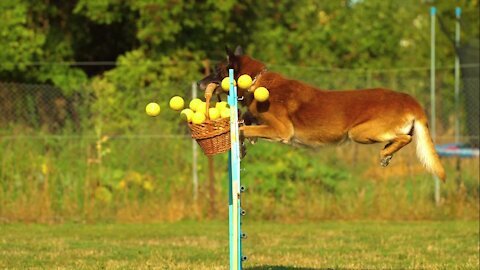 funny dog jumping with the balls basket