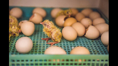 Our Black Hen second time hatching out her egss