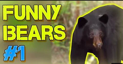 FUNNY BEAR COMPILATION