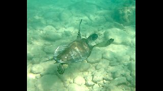Sea Turtle, Bar Jacks and more off Cooper's Island, Bermuda