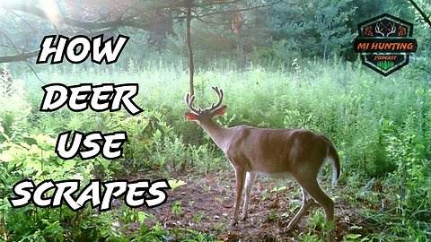Mock Scrape Breakdown What They Are And How Deer Use Them