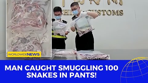 Man Caught Smuggling 100 Snakes in Pants!
