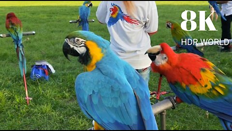 macaw Parrots claylicks of tambopata scarlet macaw parrots blue and gold macaw