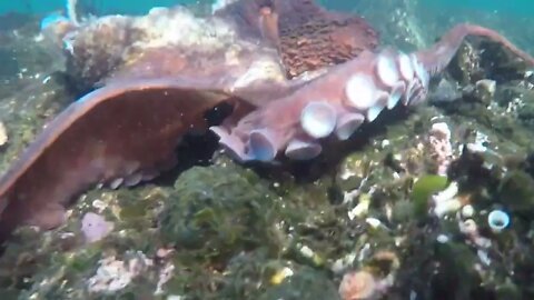 Free Diving for Giant Pacific Octopus in Sitka, Alaska-6