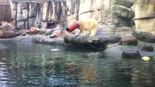 A Polar Bear Walks Around with A Plastic Tube Around Its Head