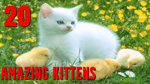 20 Amazing kittens-The Untold Story of 20 amazing kittens