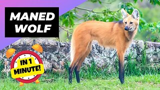 Maned Wolf - In 1 Minute! 🦊 One Of The Rarest Animals In The Wild | 1 Minute Animals