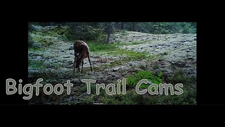 Bigfoot Trail Cams August