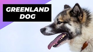 Greenland Dog 🐶 The Powerful Arctic Dog Breed
