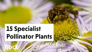 15 SPECIALIST POLLINATOR PLANTS for the Garden — Ep. 129