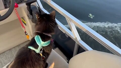 Boat kitty!