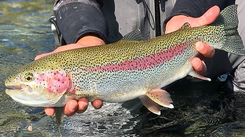 You’re Not Going To BELIEVE How MANY Of These BIG TROUT We Caught!