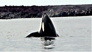 Battle for survival between orca and gigantic Pacific sea turtle