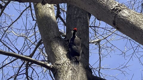 Pileated Wood Pecker is back 12