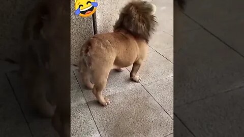 🤣Funny dog video🤣 #shorts