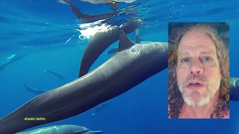 Dolphin Guru Shaman Shawn Larkin on Swimming vs DNA Research.