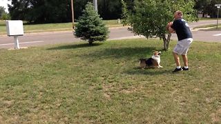 Corgi Makes An Epic Football Tackle