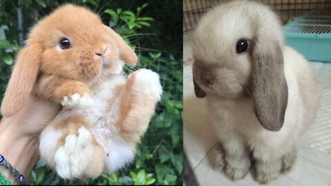Cute & Funny Rabbits Compilation 🐇