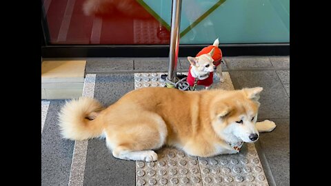 Dog spotting ~ Akita with a side of chihuahua. My first Akita sighting 😭🥺❤️‍🔥❤️‍🔥❤️‍🔥