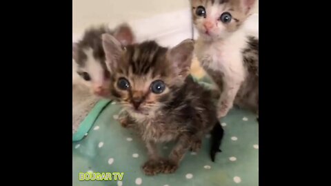 Beautiful cats after a hot bath