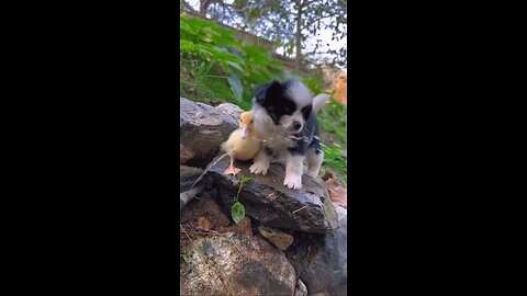 Unlikely Besties: Puppy and Duck's Heartwarming Water Bond