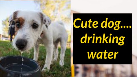 Cute dog drinking water